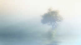 Одиноко деревце стояло... / в тумане