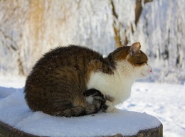 Зимняя медитацыя / кот на пеньке