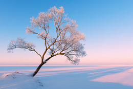 Минское море зимой / Заснеженное дерево на Минском море