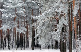В зимнем лесу / ***