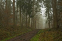 Утро туманное / Лесной пейзаж . Туманный.
