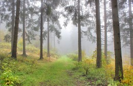 Октября туманный лес / Прогулки по склонам лессным