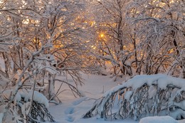 свет / солнце,деревья,зима