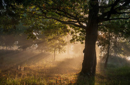 Старый дуб / утро, туман, солнце и старый дуб