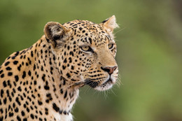 Зоркий взгляд(Намибия) / проба снять в дикой природе