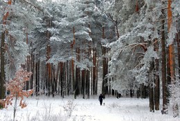 Прогулка по зимнему лесу / ***