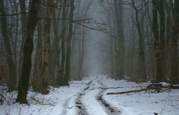 Зимний путь / Туманный лес
