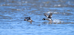 Common goldeneye / Обыкновенный гоголь

 Питается водными беспозвоночными, которых добывает преимущественно на дне или на водных растениях, реже в толще воды.
На воде большую часть времени ныряет, достигая глубины до 4 и более метров, и проводя под водой более половины минуты Поэтому ,если следишь за этой птицей, надо охватывать вглядом большую площадь, неизвестно откуда она вынернет) К берегу утка подплывает редко. Пары образуются ещё в районах зимней миграции, однако поскольку часто самцы и самки зимуют в разных широтах, многие особи остаются в одиночестве до начала весеннего перелёта. Вот поэтому видеть пару можно в Весений период , да и то ненадолго. После того , как уточка снесла яйца селезень первые 7—9 дней находится возле гнезда, после чего навсегда покидает его и отлетает к местам сезонной линьки