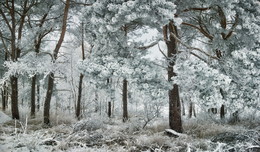 Заснеженный лес / Зима и сосны
