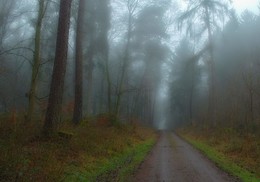 Синий туман / Зарисовка лесного пейзажа туманным утром.