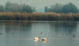 morning serenity / Сюжет о воде и птицах,характерный для зимнего периода.