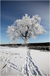 Зимнее дерево / Фрагмент красивого зимнего дня ....