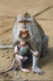 Защитница / Бали. Убуд, Лес обезьян (Sacred Monkey Forest Sanctuary)