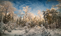 Зимний лес / Снежной порой в дебрях старого леса