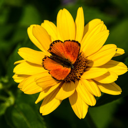 Макро / Желтый цветок и мотылек