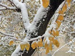 Первый снег (2 декабря) / Не желает осень уходить,
хоть и повстречалася с зимою...