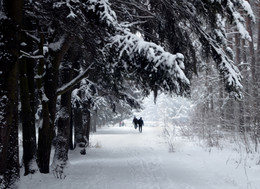 в городском лесу зимой / зимняя прогулка в городском лесу