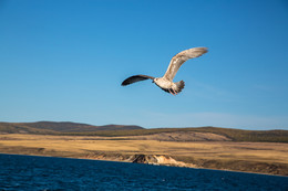 Байкальская чайка. / Прогулка на теплоходе по малому морю Байкала в сентябре 2017 года.