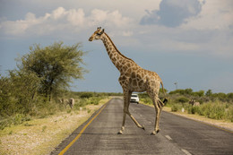 &quot;Жирафа не спеша,дорогу прешла...&quot; / Намибия