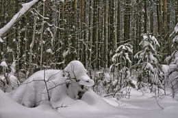 СНЕЖНЫЕ ЗАРИСОВКИ В ЛЕСУ / ПОСЛЕДНИЙ МЕСЯЦ ЗИМЫ