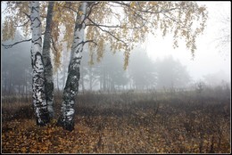 Осень хмурая подружка... / Осень, туман, лес...