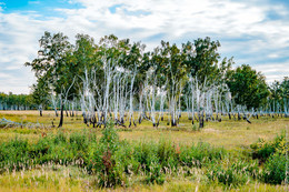 In Bagan district / Russian nature as seen from the road in Bagan district, Novosibirsk region, Russia.