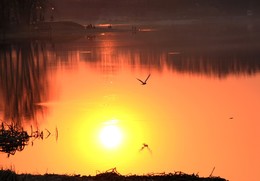 Не мое отраженье / Птица в закатном солнце