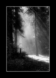 Утро в лесу / Снимок сделан в 1977 году, зенит, и-61, кн-3