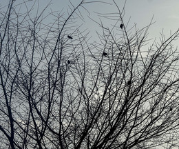 Птицы на ветках / Воробьи на дереве