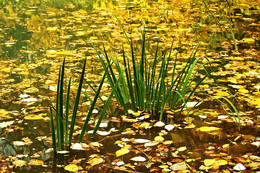 Осенний пруд / в ботаническом саду
