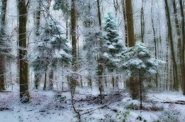 Три сестрички елочки.. / Зимний лесной пейзаж . Зарисовка.