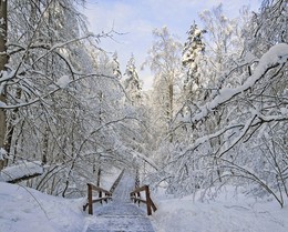 &nbsp; / В сказочный лес...