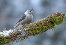 White-breasted Nuthatch / Поползень.
очень активная птица, 
В поисках корма ловко передвигается по стволам и ветвям деревьев. Живые и подвижные птицы с плотным телосложением, большой головой и короткой шеей. Клюв долотовидной формы, острый, крепкий.