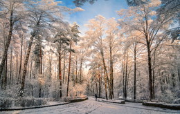 Прогулки в зимнем лесу / Солнечный морозный день
