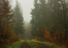 В туман.. / Утро туманное в лесу. Этюд.