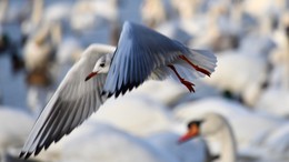 &nbsp; / Möwe an der Isar (München)