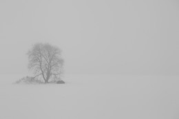 туманность / Это дерево снимал несколько раз, один раз удалось снять в тумане. Мне нравятся такие одинокие деревья &quot;безо всего&quot;. К сожалению, какие-то &quot;добрые&quot; люди его спилили.. Вот так.. грустно..