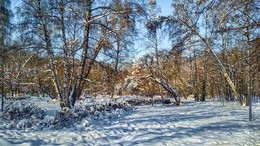 Прогулки по парку. / Сокольники. Мобильное фото.