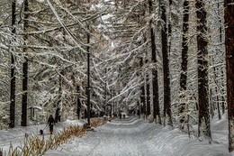 Дама с собачкой. / Сокольники.