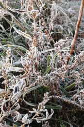 Морозное утро / Заиндевевшие растения