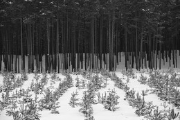 лес / Увидел интересное сочетание молодого и старого леса и оптического обмана при переходе из горизонтальной плоскости в вертикальную..