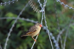 В железных зарослях / Red-billed Quelea. Quelea quelea Красноклювый ткачик