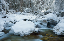 &nbsp; / im Zauberwald