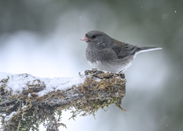 Dark-eyed Junco / Серый юнко
американская певчая птица из семейства овсянковых.род воробьиных птиц. Кормятся птицы на земле.