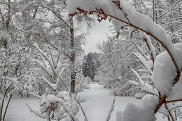 Зима в Сокольниках. / Москва, февраль.