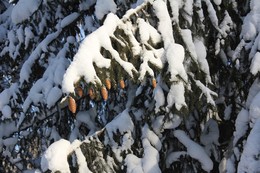 Шишки на ёлке. / В зимнем лесу ёлка с шишками.