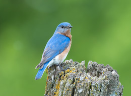 Eastern bluebird (male) / Восточная сиалия (лат. Sialia sialis)

Самцы в брачный период могут приносить материал в гнездо, но они не участвуют в его строительстве. В течение этого времени они проводят много времени, охраняя свою избранницу, чтобы она не спаривались с другими самцами
Синяя птица может видеть гусениц и насекомых в высокой траве на значительном расстоянии более 50 метров
Самец способен защищать свое гнездо от других птиц довольно агрессивно