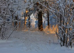 Сугробная жизнь / Февральский день в лесу