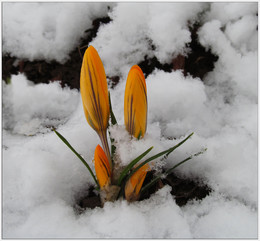 Сугробная жизнь / Апрельские причуды. В старом саду после снегопада.