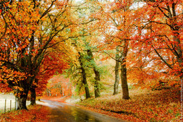 Autumn colours / Autumn trees in Scotland